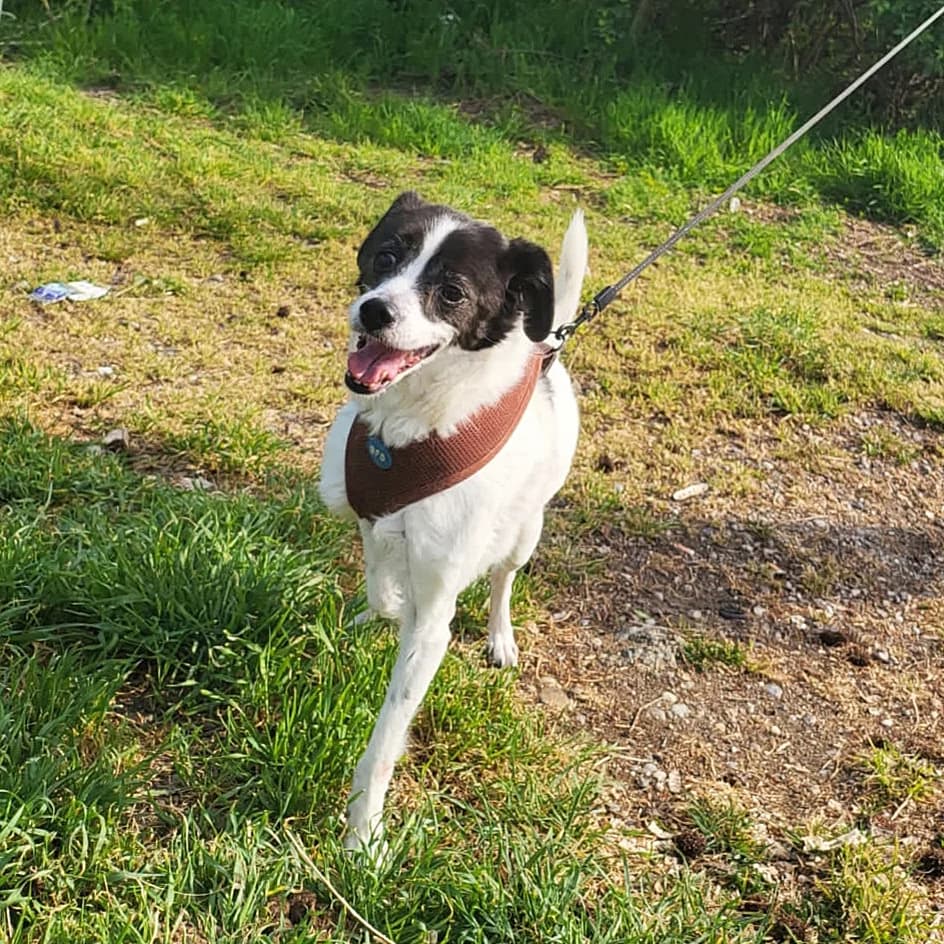 WAYNE, senior Mixed Breed for adoption at La Mia Ombra Scodinzola — San Giuliano Milanese, San Giuliano Milanese MI