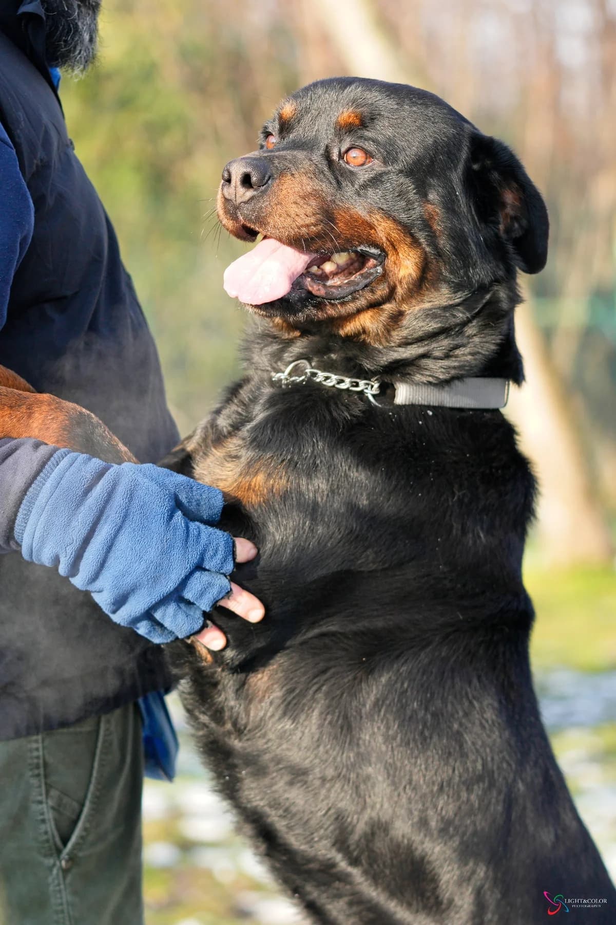 Zeus, male senior Rottweiler for adoption at L'Arca di Piera