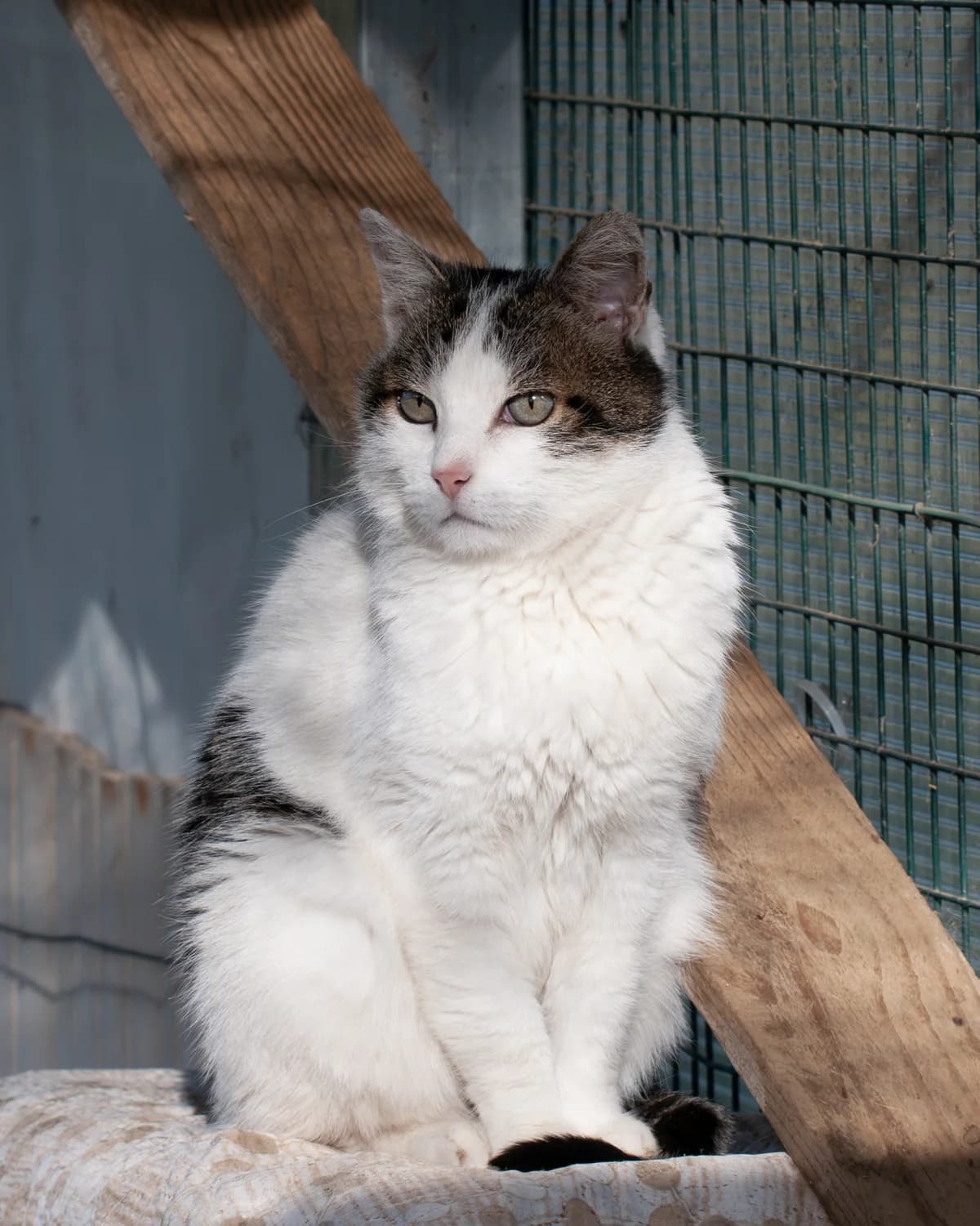 Zero (catrame), male European Shorthair for adoption at L'Arca di Piera