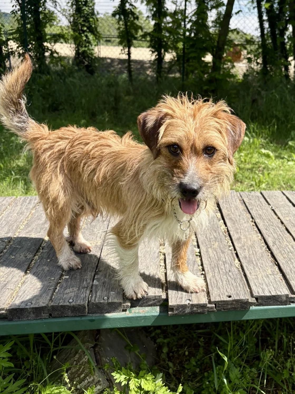 Vittorio, male 6yo mixed breed for adoption at L'Arca di Piera