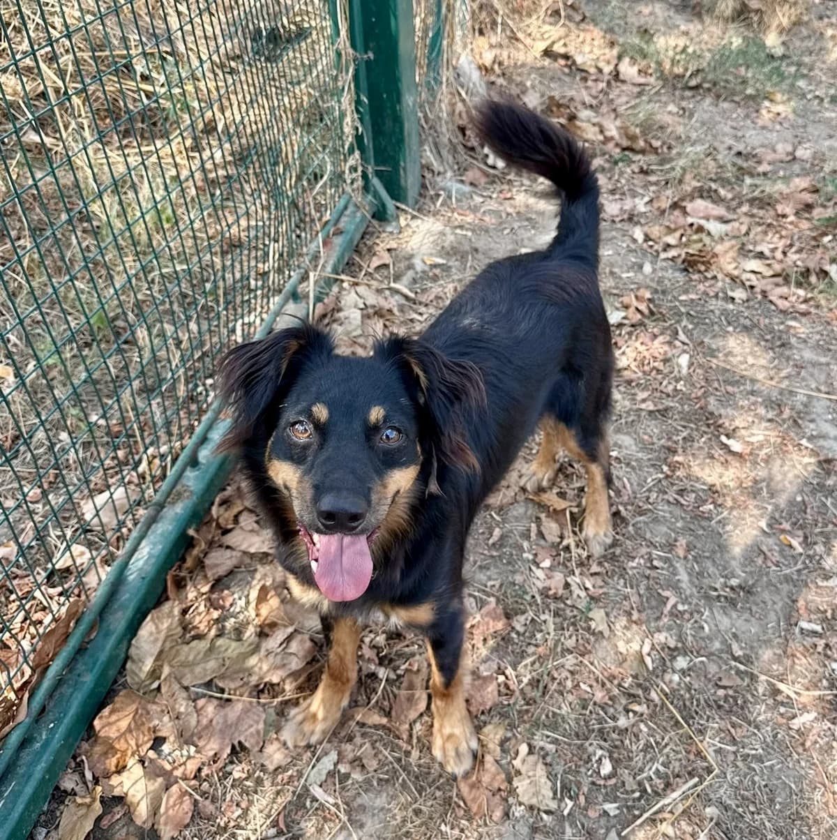 Fulmine, male young mixed breed for adoption at L'Arca di Piera