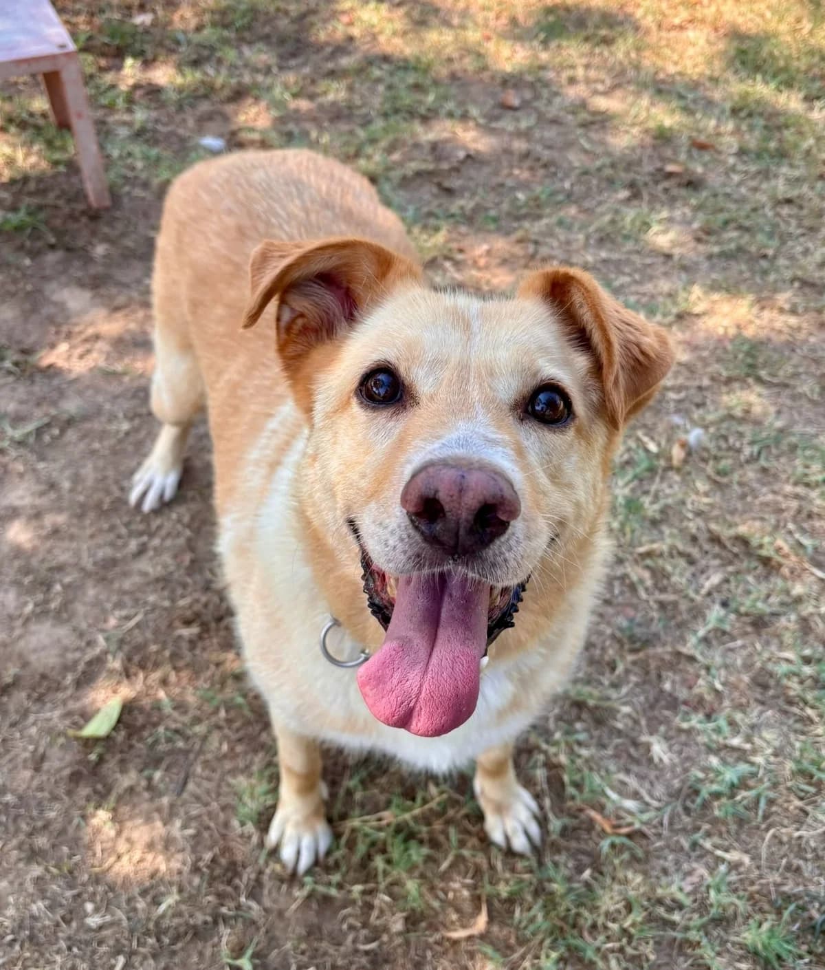 Matilda, female senior mixed breed for adoption at L'Arca di Piera