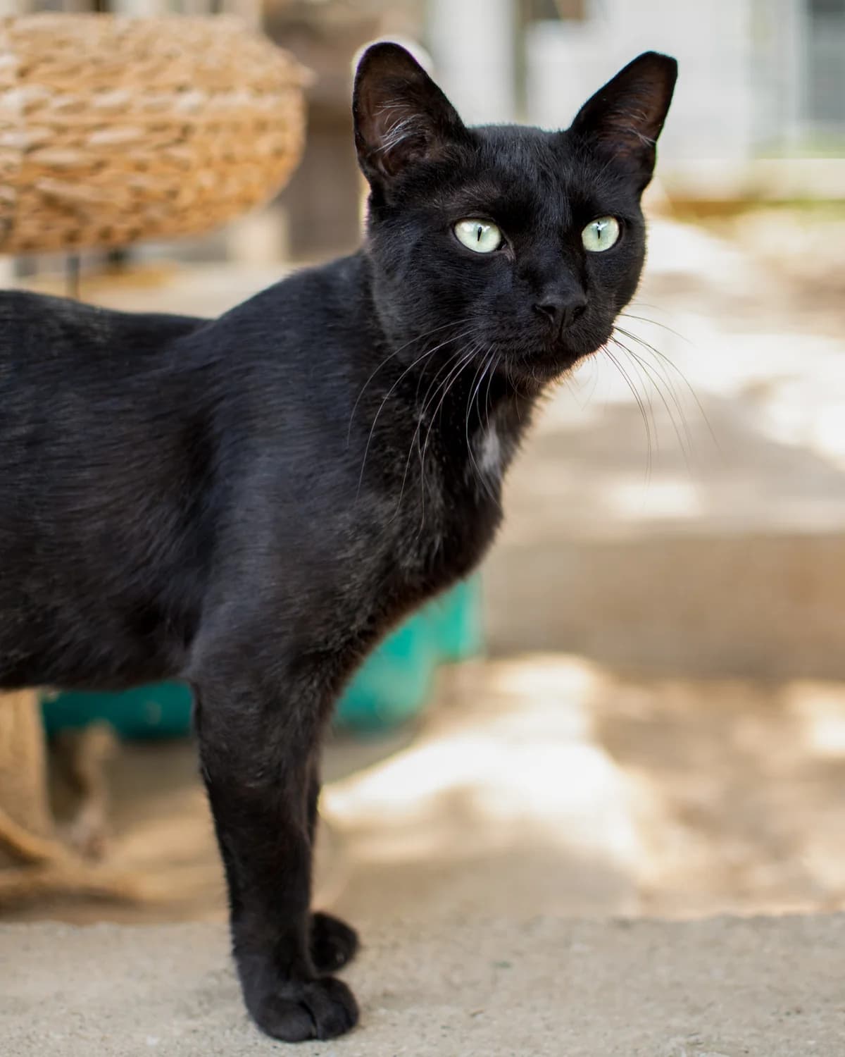 Smeraldo Cerca Casa, young European Shorthair for adoption at L'Arca di Piera