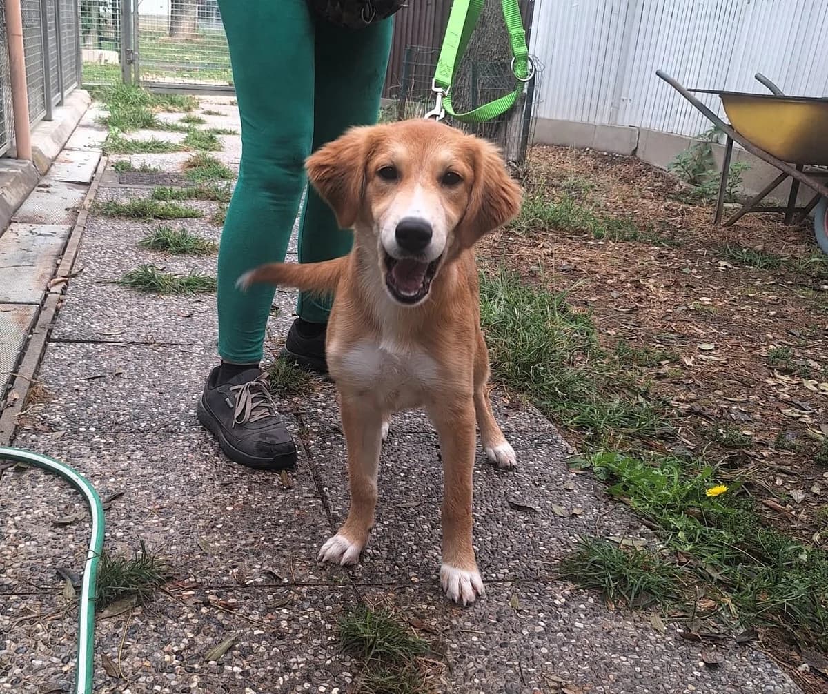 Biagio, male puppy mixed breed for adoption at L'Arca di Piera