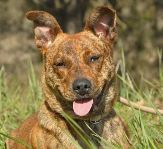 Jessy, female senior Jack Russell Terrier for adoption at LAV Italy, Rome