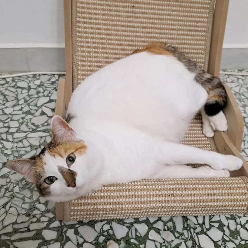 Margot, Mixed Breed for adoption at Le Sfigatte, Torino