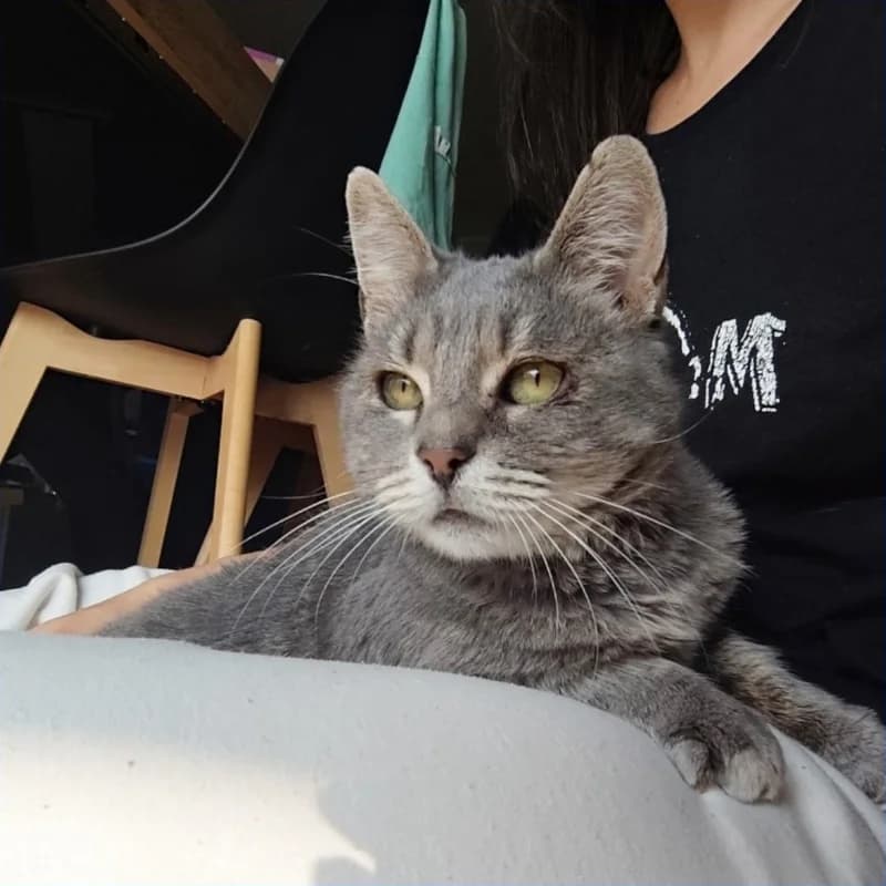 Gandalf, Mixed Breed for adoption at Le Sfigatte, Torino