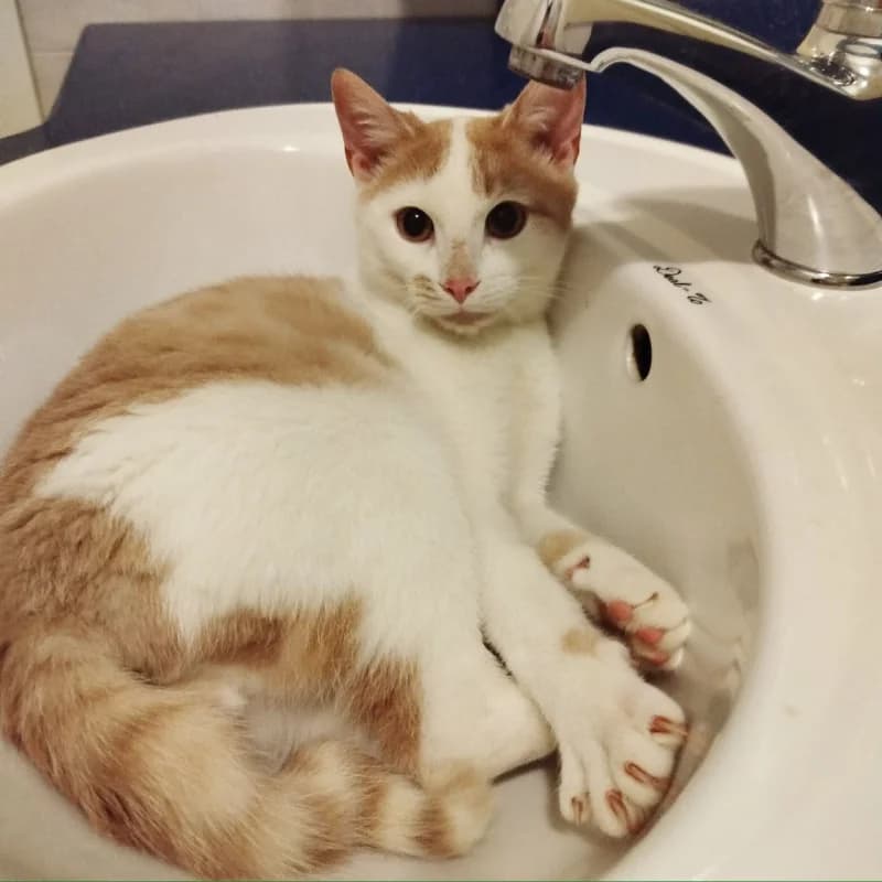 Odino, Mixed Breed for adoption at Le Sfigatte, Torino