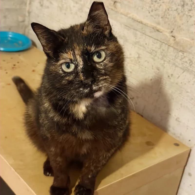 Naná, Mixed Breed for adoption at Le Sfigatte, Torino