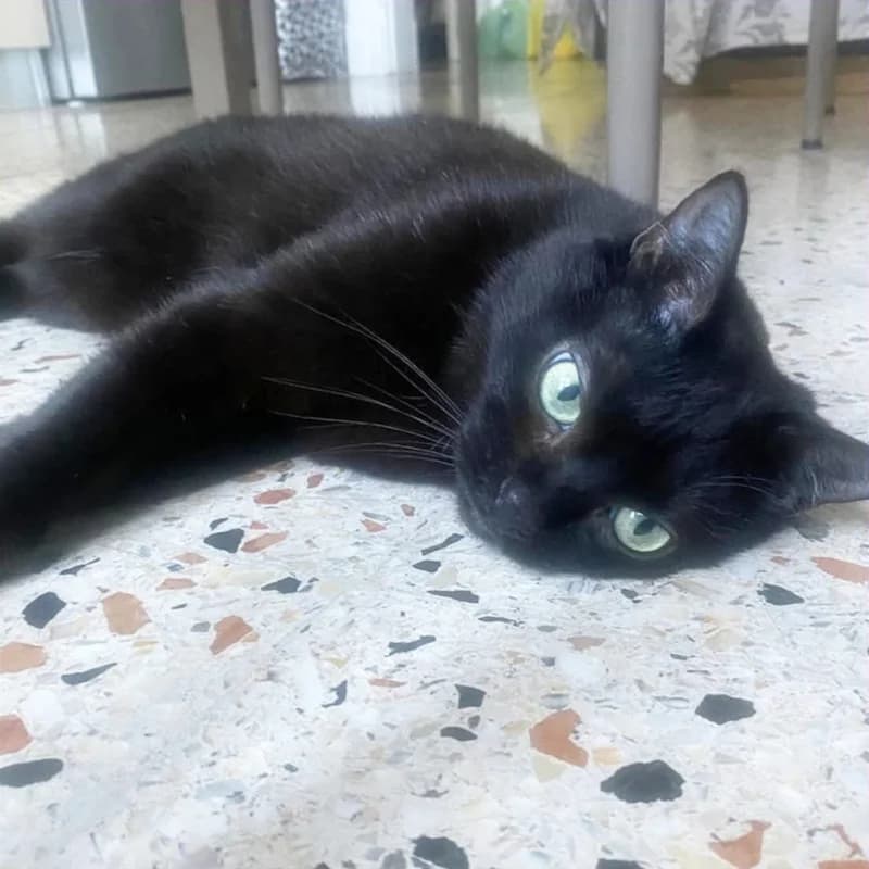 Gina, Mixed Breed for adoption at Le Sfigatte, Torino