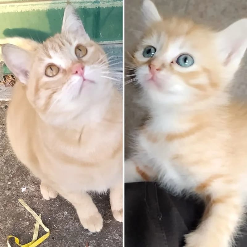 Ginger e Crodino, Mixed Breed for adoption at Le Sfigatte, Torino