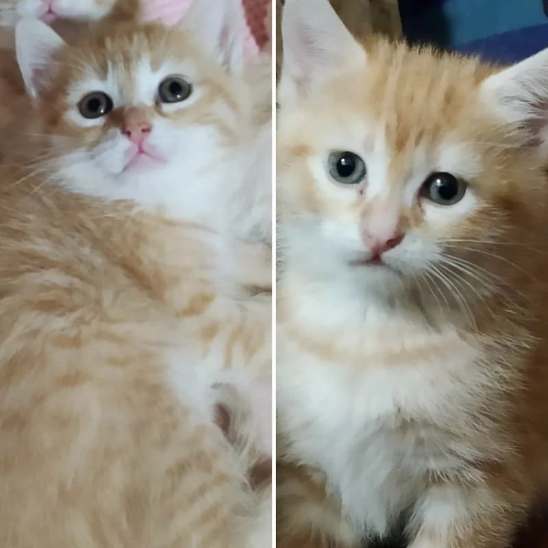 Nespola e Albicocca, Mixed Breed for adoption at Le Sfigatte, Torino
