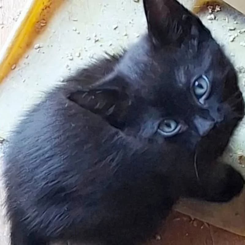Freccia, Mixed Breed for adoption at Le Sfigatte, Torino