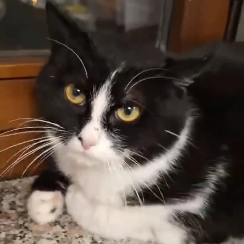 Oreo, Mixed Breed for adoption at Le Sfigatte, Torino