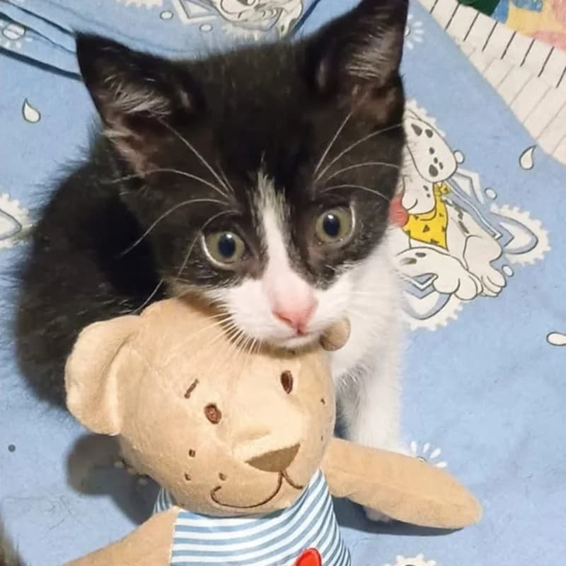Fusillo, Mixed Breed for adoption at Le Sfigatte, Torino
