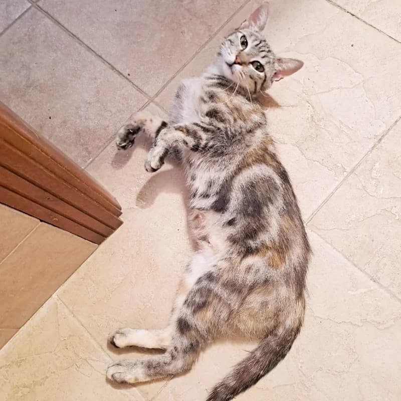 Yoga, Mixed Breed for adoption at Le Sfigatte, Torino