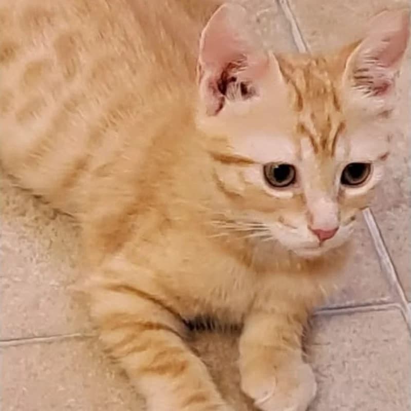 Zuegg, Mixed Breed for adoption at Le Sfigatte, Torino