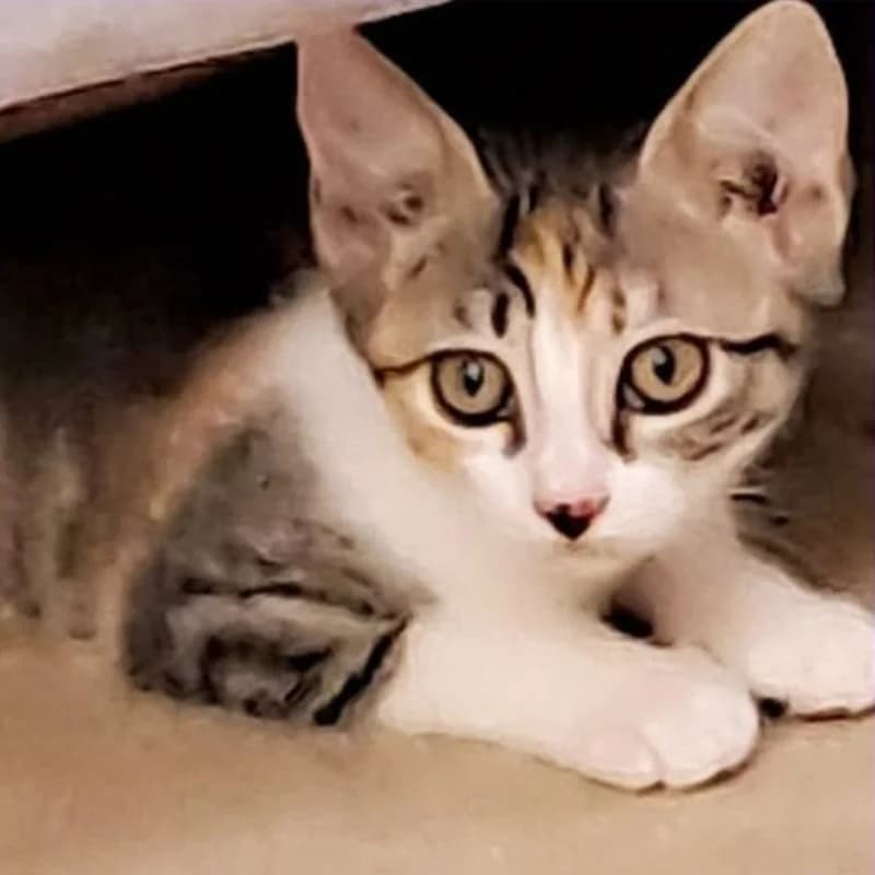 Skipper, Mixed Breed for adoption at Le Sfigatte, Torino
