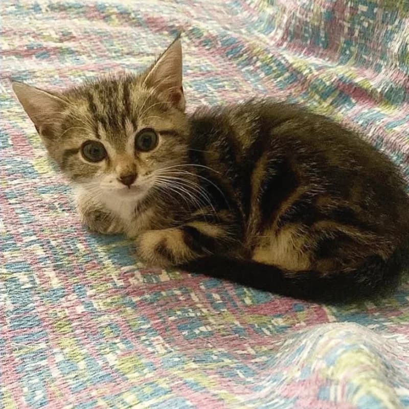 Dorayaki, Mixed Breed for adoption at Le Sfigatte, Torino