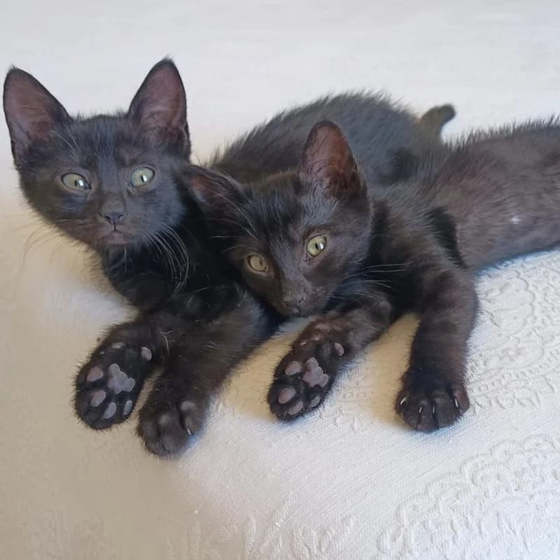 Guinness e Murphy, Mixed Breed for adoption at Le Sfigatte, Torino
