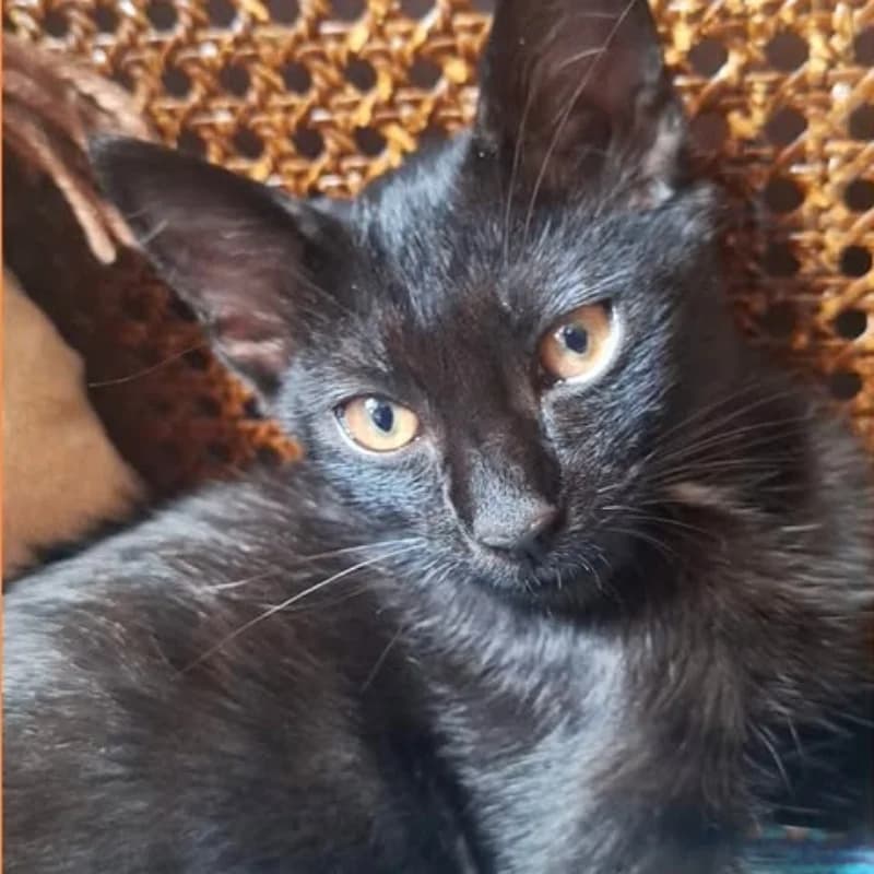 Flow, Mixed Breed for adoption at Le Sfigatte, Torino
