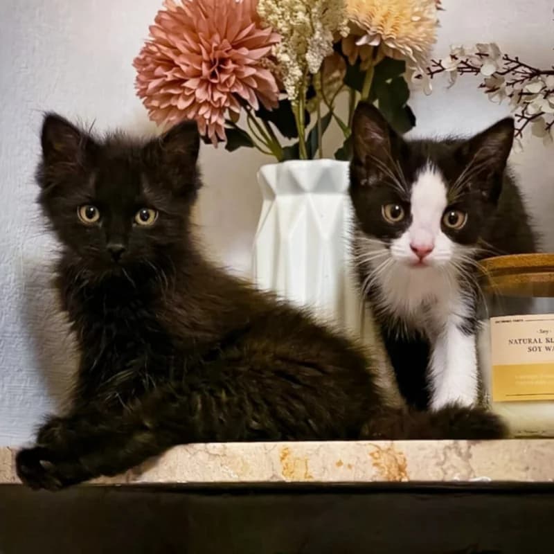 Zenit e Nadir, Mixed Breed for adoption at Le Sfigatte, Torino