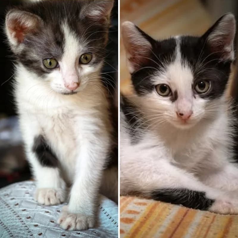 Conchita e Paquito, Mixed Breed for adoption at Le Sfigatte, Torino
