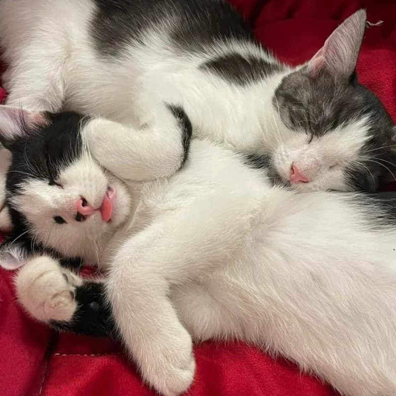Conchita e Paquito, Mixed Breed for adoption at Le Sfigatte, Torino