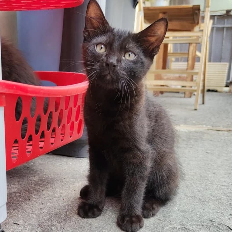 Munir, Mixed Breed for adoption at Le Sfigatte, Torino