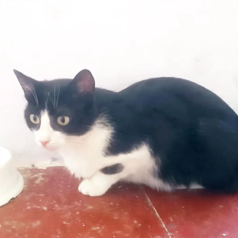 Mamma Rosa, Mixed Breed for adoption at Le Sfigatte, Torino