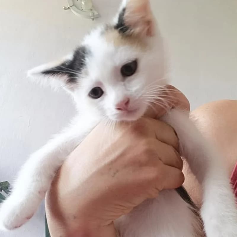 Margherita, Mixed Breed for adoption at Le Sfigatte, Torino