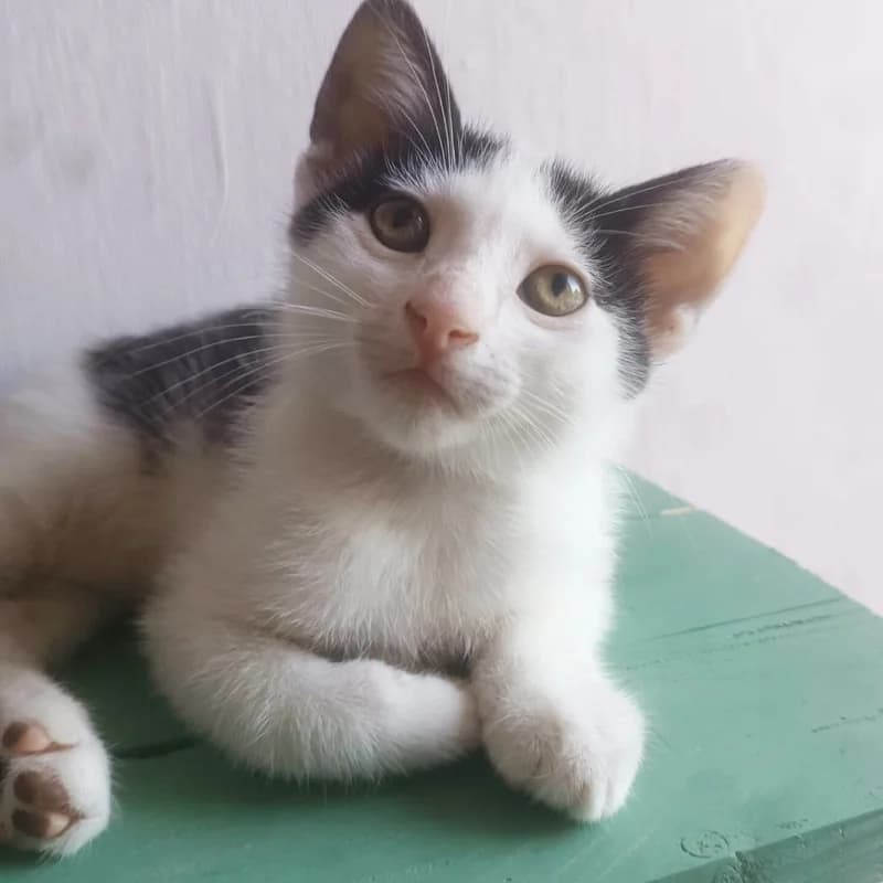 Fiorello, Mixed Breed for adoption at Le Sfigatte, Torino