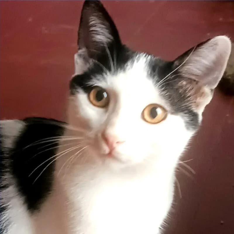 Fiorello, Mixed Breed for adoption at Le Sfigatte, Torino