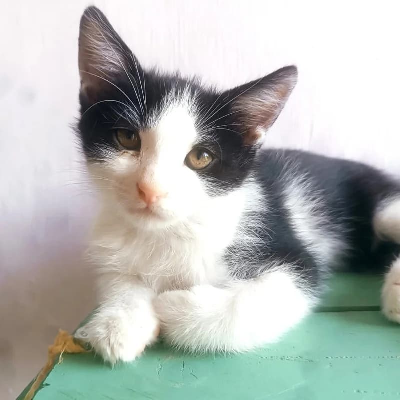 Eliseo, Mixed Breed for adoption at Le Sfigatte, Torino