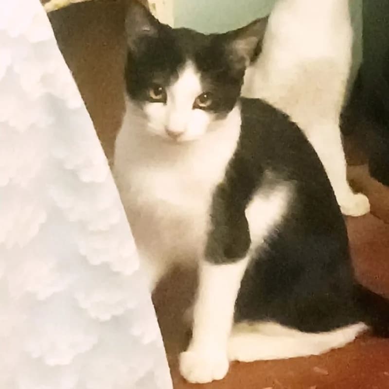 Eliseo, Mixed Breed for adoption at Le Sfigatte, Torino