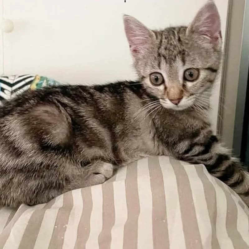 Pepita, Mixed Breed for adoption at Le Sfigatte, Torino