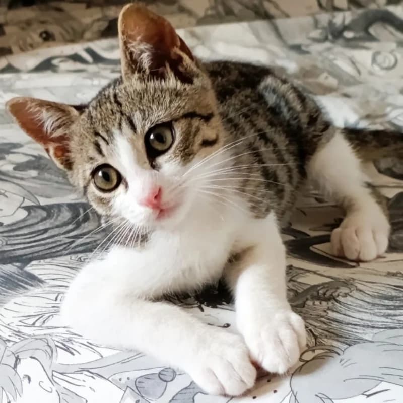 Ginepro, Mixed Breed for adoption at Le Sfigatte, Torino