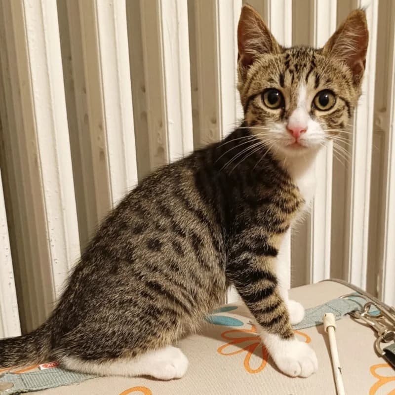 Mirto, Mixed Breed for adoption at Le Sfigatte, Torino