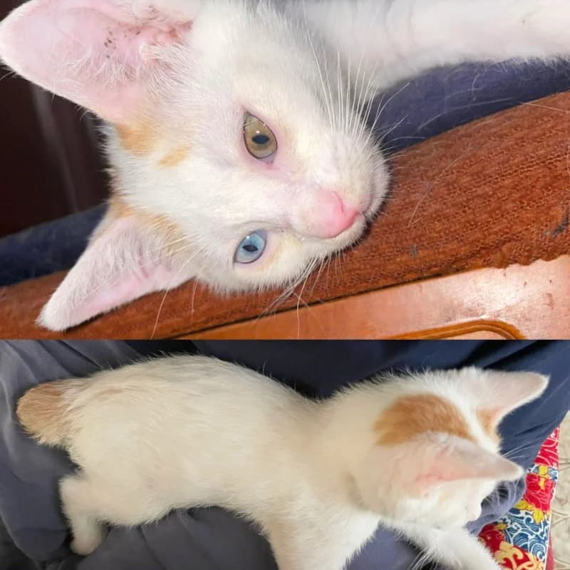 Malva, Mixed Breed for adoption at Le Sfigatte, Torino