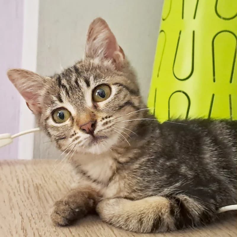 Mandy, Mixed Breed for adoption at Le Sfigatte, Torino