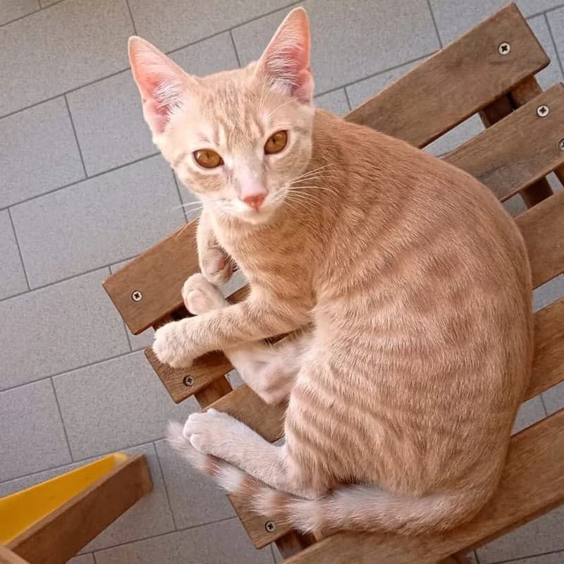 Shrek, Mixed Breed for adoption at Le Sfigatte, Torino