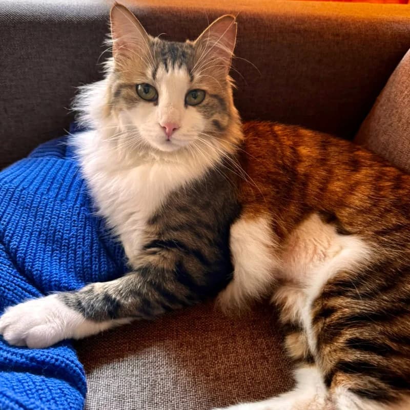 Violino, Mixed Breed for adoption at Le Sfigatte, Torino