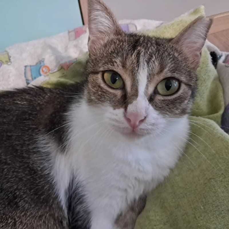 Principessa, Mixed Breed for adoption at Le Sfigatte, Torino