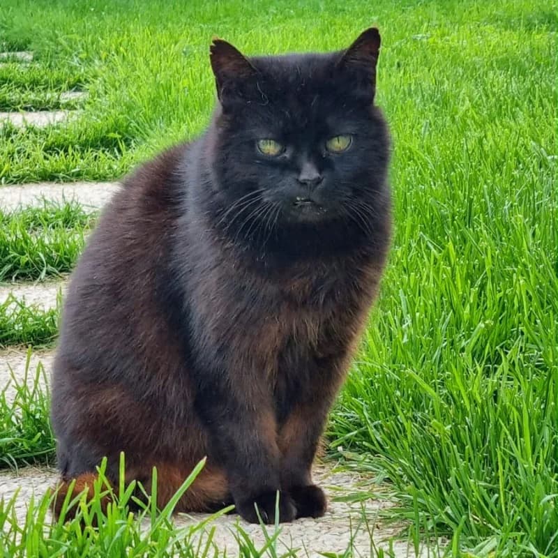 Abelarda, Mixed Breed for adoption at Le Sfigatte, Torino