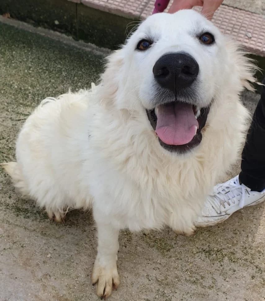 ABRAM, male Mixed Breed for adoption at Lega del Cane Altamura
