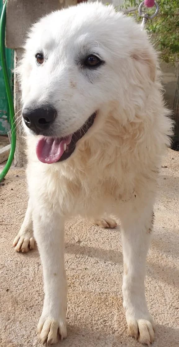 ADAM, male Mixed Breed for adoption at Lega del Cane Altamura