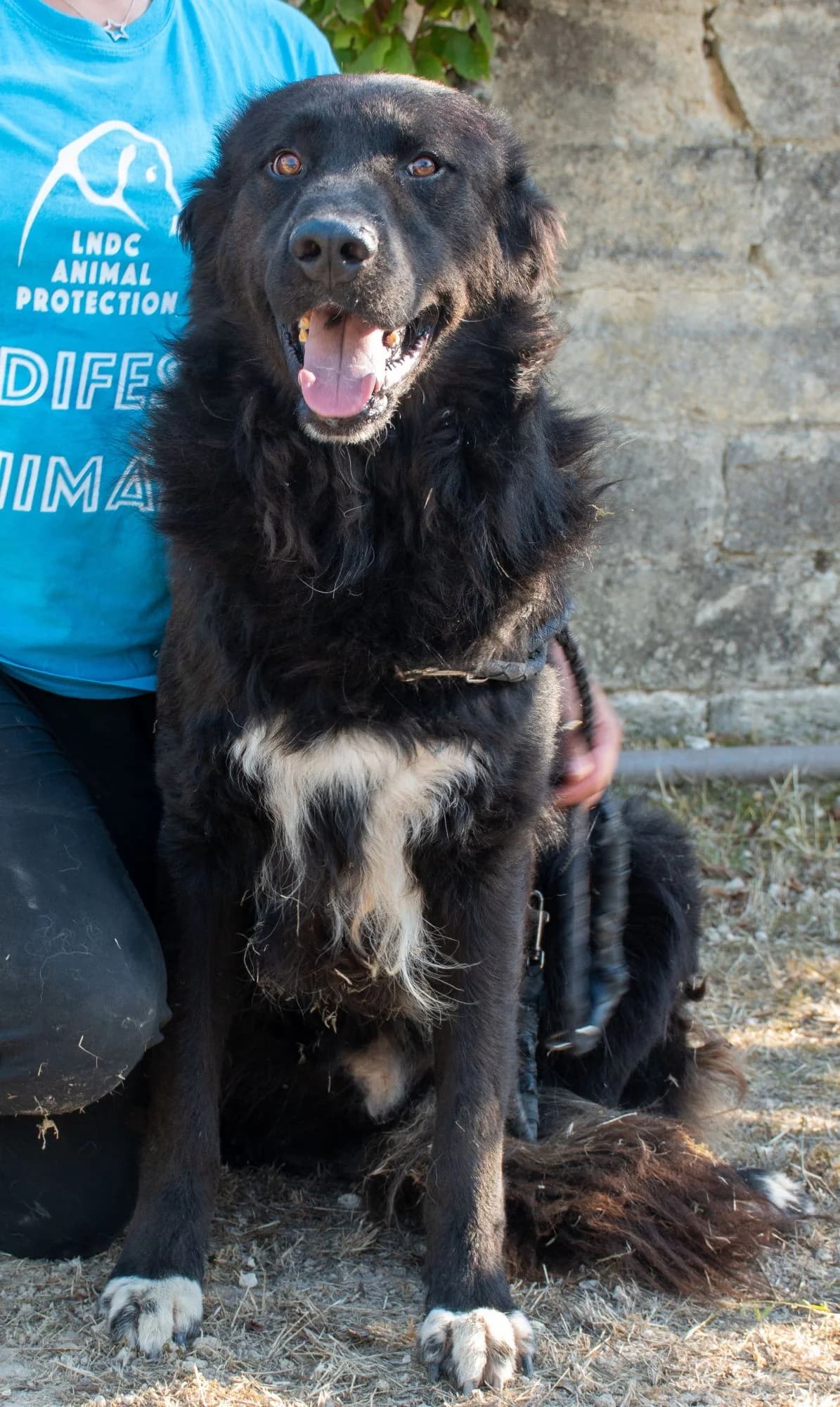 ADE, male Mixed Breed for adoption at Lega del Cane Altamura