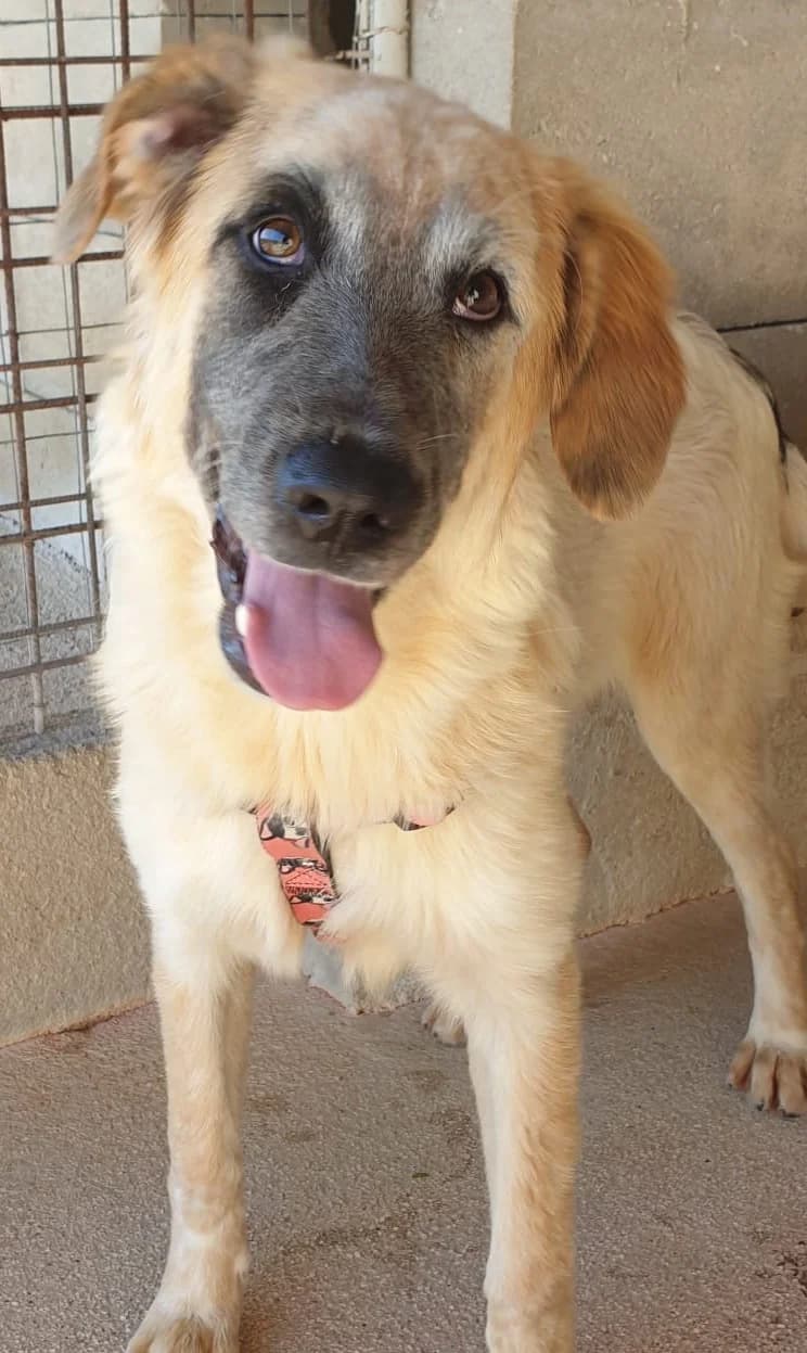 ADRIANA, female Mixed Breed for adoption at Lega del Cane Altamura
