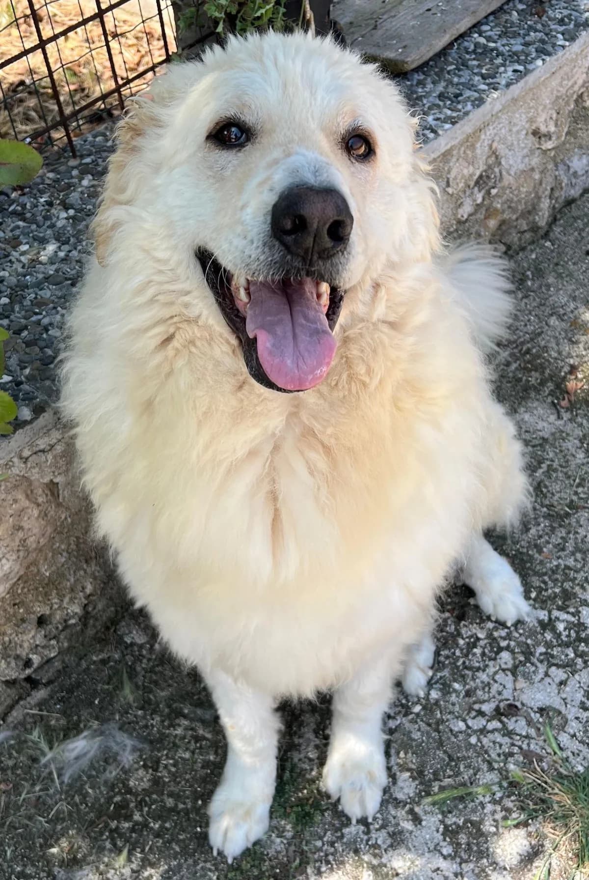 AGATA, female Mixed Breed for adoption at Lega del Cane Altamura
