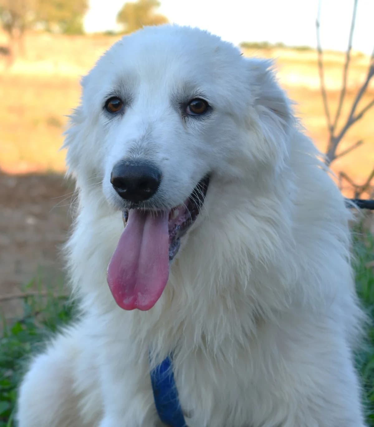 ALESSANDRO, male Mixed Breed for adoption at Lega del Cane Altamura
